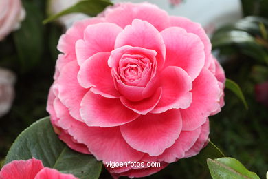 CAMELIAS. FLOR - 44 CONCORRO EXPOSIÇÃO DA CAMELIA 2014