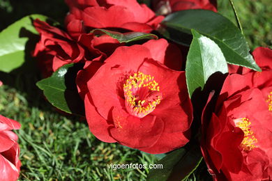 CAMELIAS. FLOR - 44 CONCORRO EXPOSIÇÃO DA CAMELIA 2014