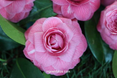 IKEBANA - CAMELLIA COMPETITION 2014