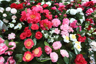 CAMELIAS. FLOR - 44 CONCORRO EXPOSIÇÃO DA CAMELIA 2014