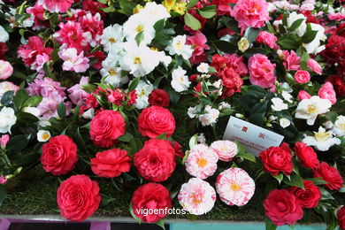 CAMELIAS. FLOR - 44 CONCORRO EXPOSIÇÃO DA CAMELIA 2014