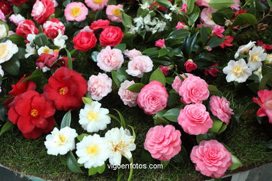 IKEBANA - CAMELLIA COMPETITION 2014