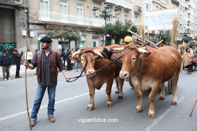 CARNAVAIS 2014 - DESFILE DE COMPARSAS