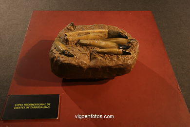 DINOSAUR FOSSIL - SKULLS AND BONES. UNIVERSAL EXHIBITION - GOBISSAUROS - DINOSAURS OF THE GOBI DESERT. EXTINCTION