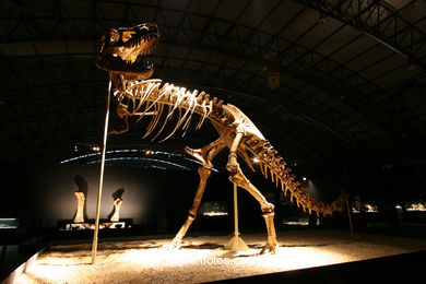 DINOSAUR FOSSIL - SKULLS AND BONES. UNIVERSAL EXHIBITION - GOBISSAUROS - DINOSAURS OF THE GOBI DESERT. EXTINCTION