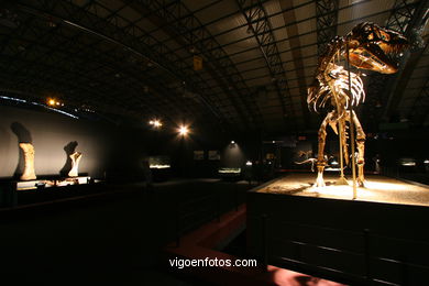 DINOSAUR FOSSIL - SKULLS AND BONES. UNIVERSAL EXHIBITION - GOBISSAUROS - DINOSAURS OF THE GOBI DESERT. EXTINCTION