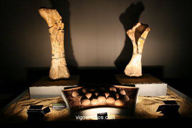 DINOSAUR FOSSIL - SKULLS AND BONES. UNIVERSAL EXHIBITION - GOBISSAUROS - DINOSAURS OF THE GOBI DESERT. EXTINCTION