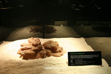 DINOSAUR FOSSIL - SKULLS AND BONES. UNIVERSAL EXHIBITION - GOBISSAUROS - DINOSAURS OF THE GOBI DESERT. EXTINCTION