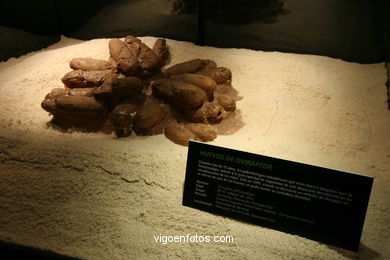 DINOSAUR FOSSIL - SKULLS AND BONES. UNIVERSAL EXHIBITION - GOBISSAUROS - DINOSAURS OF THE GOBI DESERT. EXTINCTION