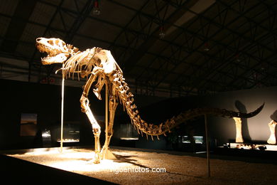 DINOSAUR FOSSIL - SKULLS AND BONES. UNIVERSAL EXHIBITION - GOBISSAUROS - DINOSAURS OF THE GOBI DESERT. EXTINCTION