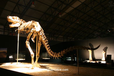 DINOSAUR FOSSIL - SKULLS AND BONES. UNIVERSAL EXHIBITION - GOBISSAUROS - DINOSAURS OF THE GOBI DESERT. EXTINCTION