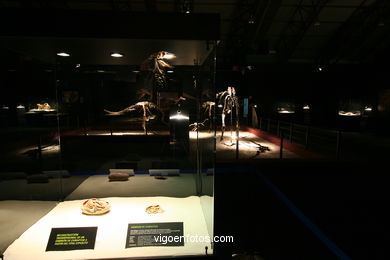 DINOSAUR FOSSIL - SKULLS AND BONES. UNIVERSAL EXHIBITION - GOBISSAUROS - DINOSAURS OF THE GOBI DESERT. EXTINCTION