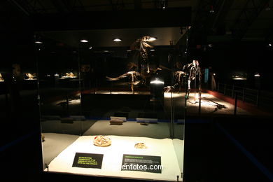 DINOSAUR FOSSIL - SKULLS AND BONES. UNIVERSAL EXHIBITION - GOBISSAUROS - DINOSAURS OF THE GOBI DESERT. EXTINCTION