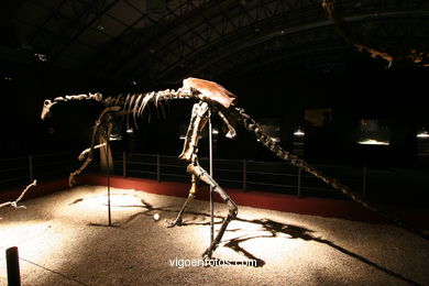 DINOSAUR FOSSIL - SKULLS AND BONES. UNIVERSAL EXHIBITION - GOBISSAUROS - DINOSAURS OF THE GOBI DESERT. EXTINCTION