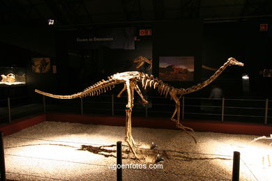 DINOSAUR FOSSIL - SKULLS AND BONES. UNIVERSAL EXHIBITION - GOBISSAUROS - DINOSAURS OF THE GOBI DESERT. EXTINCTION