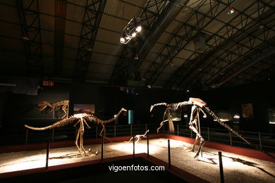 DINOSAUR FOSSIL - SKULLS AND BONES. UNIVERSAL EXHIBITION - GOBISSAUROS - DINOSAURS OF THE GOBI DESERT. EXTINCTION