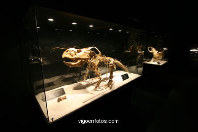 DINOSAUR FOSSIL - SKULLS AND BONES. UNIVERSAL EXHIBITION - GOBISSAUROS - DINOSAURS OF THE GOBI DESERT. EXTINCTION