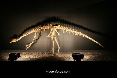 DINOSAUR FOSSIL - SKULLS AND BONES. UNIVERSAL EXHIBITION - GOBISSAUROS - DINOSAURS OF THE GOBI DESERT. EXTINCTION