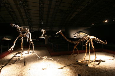 DINOSAUR FOSSIL - SKULLS AND BONES. UNIVERSAL EXHIBITION - GOBISSAUROS - DINOSAURS OF THE GOBI DESERT. EXTINCTION