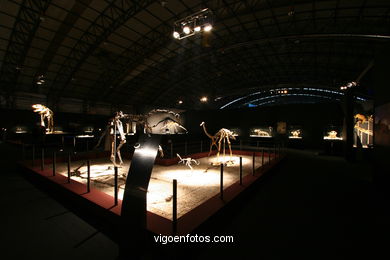 DINOSAUR FOSSIL - SKULLS AND BONES. UNIVERSAL EXHIBITION - GOBISSAUROS - DINOSAURS OF THE GOBI DESERT. EXTINCTION