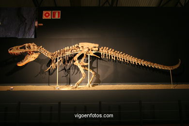 DINOSAUR FOSSIL - SKULLS AND BONES. UNIVERSAL EXHIBITION - GOBISSAUROS - DINOSAURS OF THE GOBI DESERT. EXTINCTION