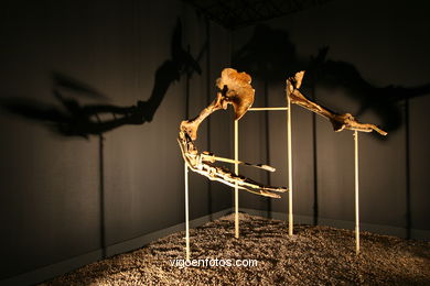 DINOSAUR FOSSIL - SKULLS AND BONES. UNIVERSAL EXHIBITION - GOBISSAUROS - DINOSAURS OF THE GOBI DESERT. EXTINCTION