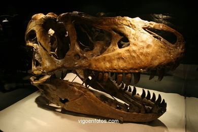 DINOSAUR FOSSIL - SKULLS AND BONES. UNIVERSAL EXHIBITION - GOBISSAUROS - DINOSAURS OF THE GOBI DESERT. EXTINCTION