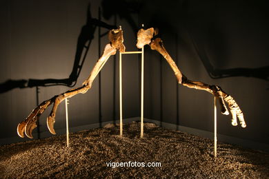 DINOSAUR FOSSIL - SKULLS AND BONES. UNIVERSAL EXHIBITION - GOBISSAUROS - DINOSAURS OF THE GOBI DESERT. EXTINCTION