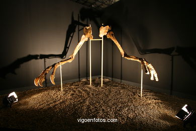 DINOSAUR FOSSIL - SKULLS AND BONES. UNIVERSAL EXHIBITION - GOBISSAUROS - DINOSAURS OF THE GOBI DESERT. EXTINCTION