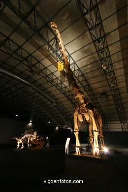 DINOSAUR FOSSIL - SKULLS AND BONES. UNIVERSAL EXHIBITION - GOBISSAUROS - DINOSAURS OF THE GOBI DESERT. EXTINCTION