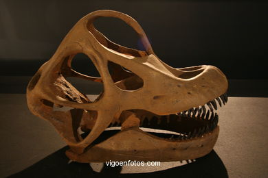 DINOSAUR FOSSIL - SKULLS AND BONES. UNIVERSAL EXHIBITION - GOBISSAUROS - DINOSAURS OF THE GOBI DESERT. EXTINCTION