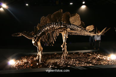 DINOSAUR FOSSIL - SKULLS AND BONES. UNIVERSAL EXHIBITION - GOBISSAUROS - DINOSAURS OF THE GOBI DESERT. EXTINCTION