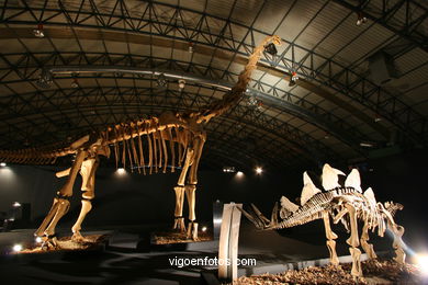 DINOSAUR FOSSIL - SKULLS AND BONES. UNIVERSAL EXHIBITION - GOBISSAUROS - DINOSAURS OF THE GOBI DESERT. EXTINCTION