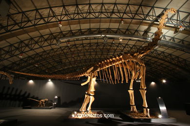 DINOSAUR FOSSIL - SKULLS AND BONES. UNIVERSAL EXHIBITION - GOBISSAUROS - DINOSAURS OF THE GOBI DESERT. EXTINCTION