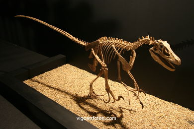 DINOSAUR FOSSIL - SKULLS AND BONES. UNIVERSAL EXHIBITION - GOBISSAUROS - DINOSAURS OF THE GOBI DESERT. EXTINCTION