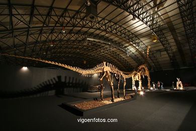 DINOSAUR FOSSIL - SKULLS AND BONES. UNIVERSAL EXHIBITION - GOBISSAUROS - DINOSAURS OF THE GOBI DESERT. EXTINCTION