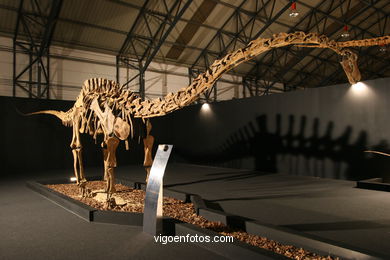 DINOSAUR FOSSIL - SKULLS AND BONES. UNIVERSAL EXHIBITION - GOBISSAUROS - DINOSAURS OF THE GOBI DESERT. EXTINCTION