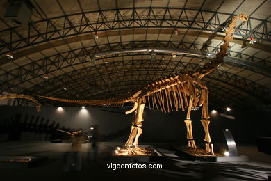 DINOSAUR FOSSIL - SKULLS AND BONES. UNIVERSAL EXHIBITION - GOBISSAUROS - DINOSAURS OF THE GOBI DESERT. EXTINCTION