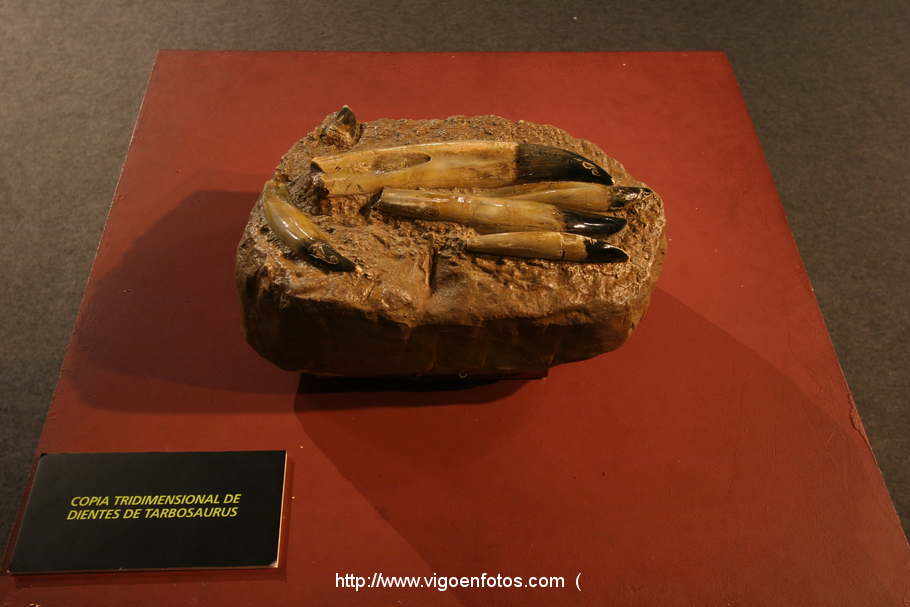 PHOTOS OF DINOSAUR FOSSIL SKULLS AND BONES. UNIVERSAL EXHIBITION