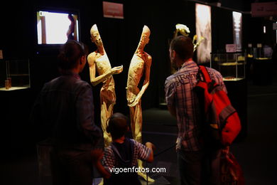 ANATOMÍA Y CUERPOS HUMANOS. PLASTINACIÓN: ÉRASE UNA VEZ LA VIDA. LA EXPOSICIÓN VIGO. 2009