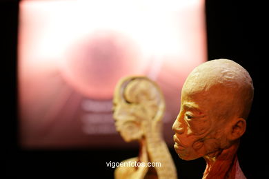 ANATOMÍA Y CUERPOS HUMANOS. PLASTINACIÓN: ÉRASE UNA VEZ LA VIDA. LA EXPOSICIÓN VIGO. 2009