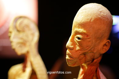 PLASTINATION EXHIBITION. ANATOMY