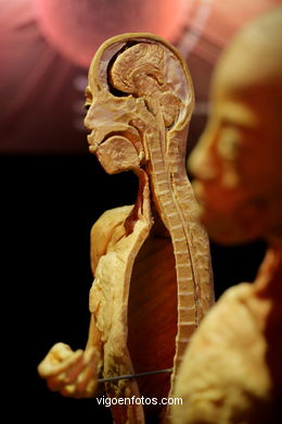 PLASTINATION EXHIBITION. ANATOMY