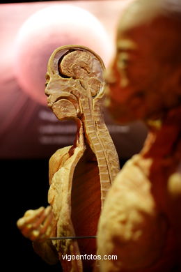 PLASTINATION EXHIBITION. ANATOMY