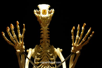 ÉRASE UNA VEGADA LA VIDA. L'EXPOSICIÓ. ANATOMIA I COSSOS HUMANS. ESTACIÓ MARÍTIMA DE VIGO. 2009