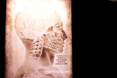 ANATOMÍA Y CUERPOS HUMANOS. PLASTINACIÓN: ÉRASE UNA VEZ LA VIDA. LA EXPOSICIÓN VIGO. 2009
