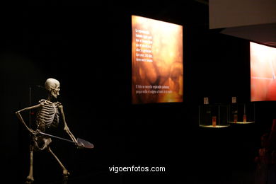ANATOMÍA Y CUERPOS HUMANOS. PLASTINACIÓN: ÉRASE UNA VEZ LA VIDA. LA EXPOSICIÓN VIGO. 2009
