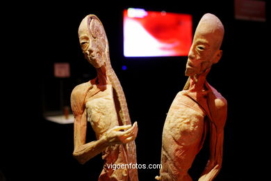 PLASTINATION EXHIBITION. ANATOMY