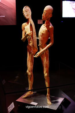 ANATOMÍA Y CUERPOS HUMANOS. PLASTINACIÓN: ÉRASE UNA VEZ LA VIDA. LA EXPOSICIÓN VIGO. 2009