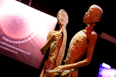 ANATOMÍA Y CUERPOS HUMANOS. PLASTINACIÓN: ÉRASE UNA VEZ LA VIDA. LA EXPOSICIÓN VIGO. 2009